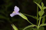 Allegheny monkeyflower